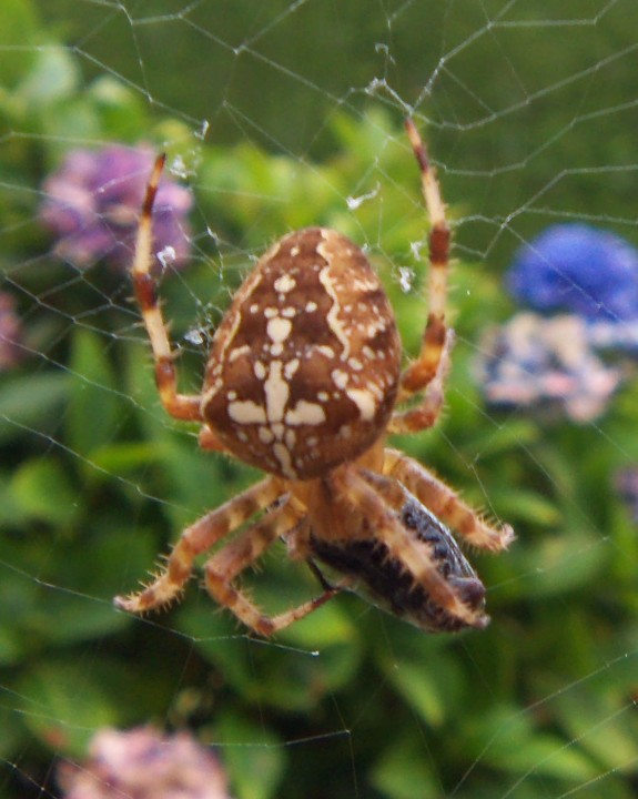 UK Spiders Copyright: Laurie Inglis