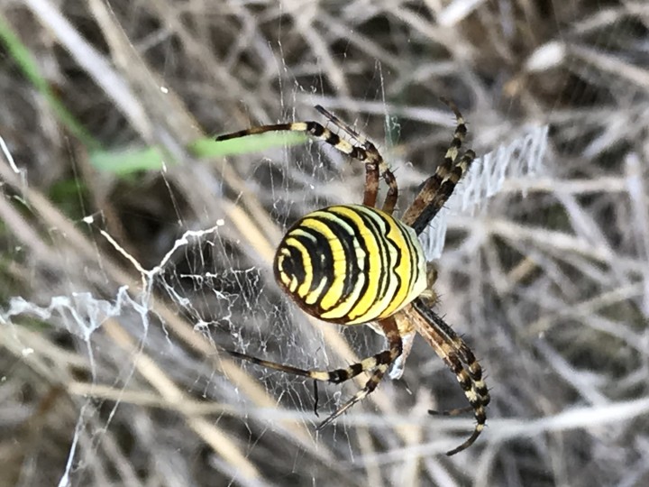 My fifth sighting of a wasp spider 1st September 2020 Copyright: Julia Preston