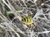 My fifth sighting of a wasp spider 1st September 2020