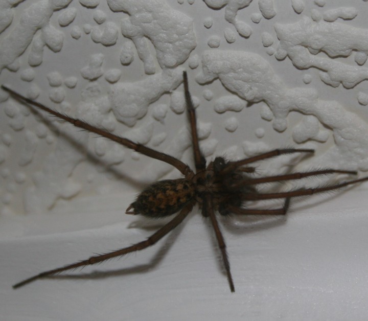 big spider in my house Copyright: Robert Stewart