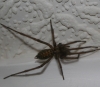 big spider in my house