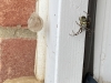 Wasp spider and egg sack Bedford