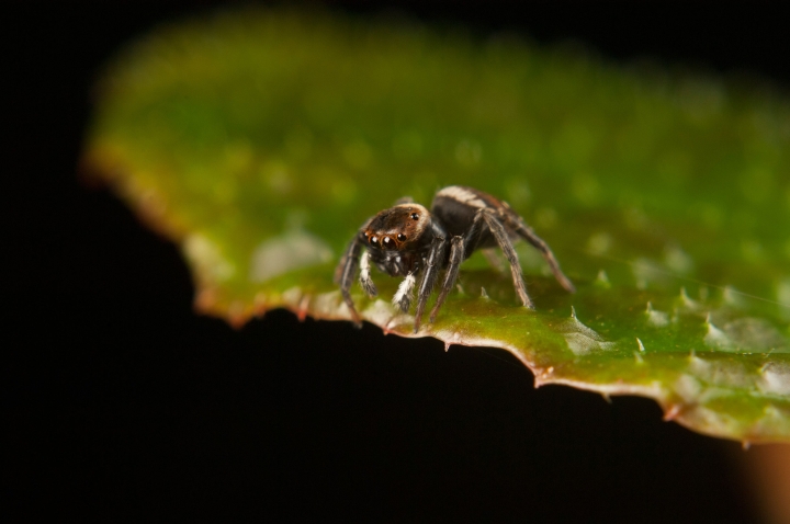 Unidentified jumping spider 6 Copyright: Lynsey Wilson