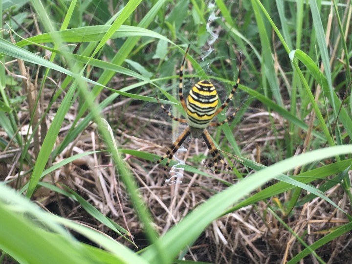Wasp Spider Kiln Meadow Copyright: Andrew Broomfield