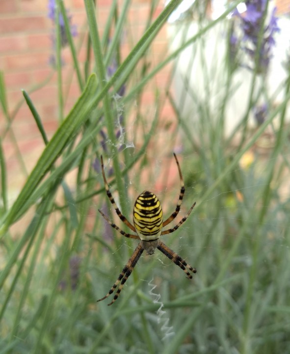 Wasp Spider ME10 Copyright: Lynda Marshall