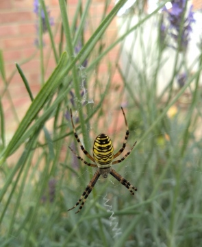 Wasp Spider ME10 Copyright: Lynda Marshall