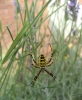 Wasp Spider ME10