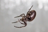 NO probably Nuctenea umbratica Is this a Steatoda nobilis