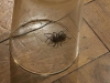 Green Fanged Funnel Web Spider