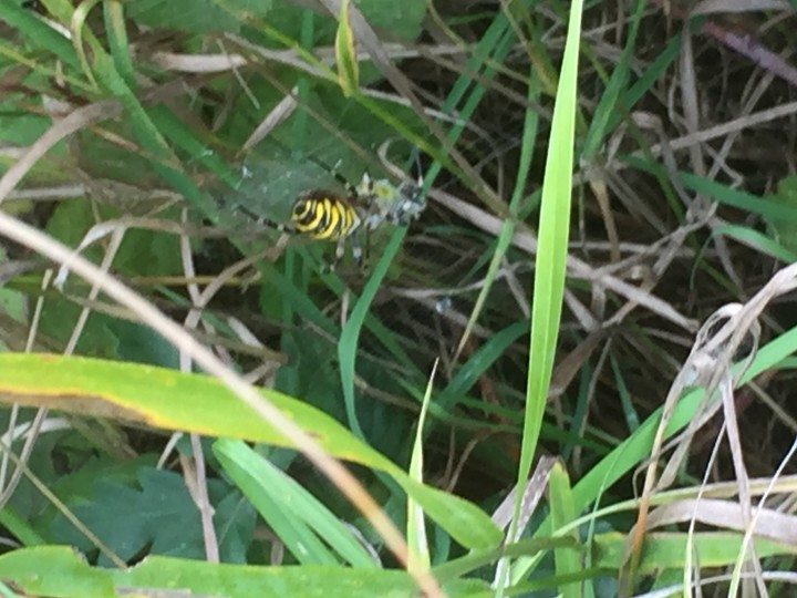 Wasp spider with grasshopper Copyright: Claire Bacon