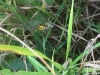 Wasp spider with grasshopper