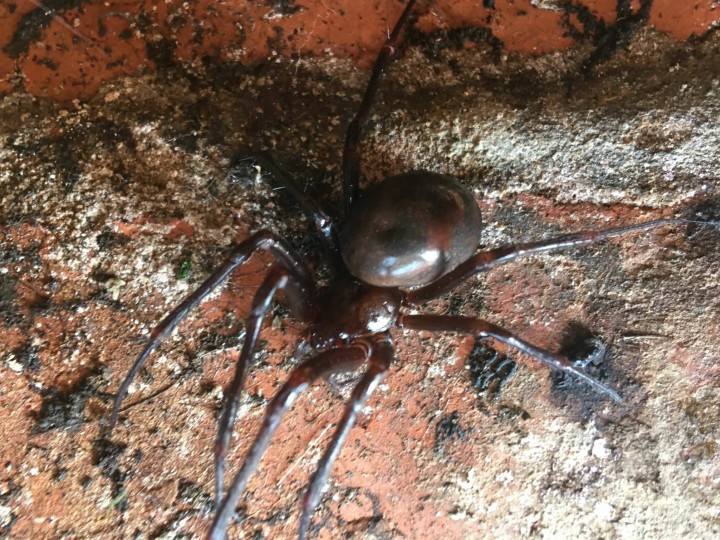 Plan view of Cave Spider on drainage cavity brickwork Copyright: Ben Rigsby