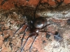 Plan view of Cave Spider on drainage cavity brickwork 