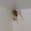 spider in my corner