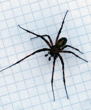 Cave Spider (5mm squares) Copyright: Stuart Little