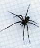 Cave Spider (5mm squares)