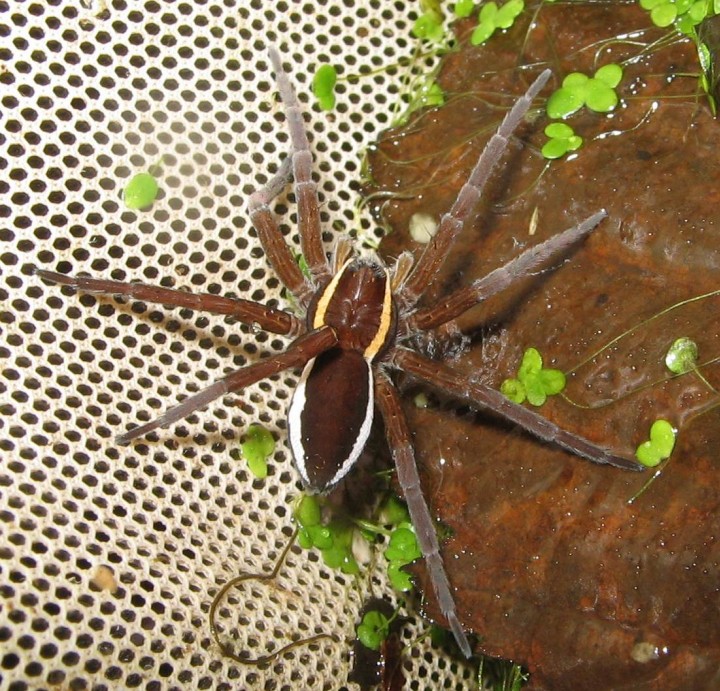 Dolomedes fimbriatus raft spider Copyright: Hilary Bedford