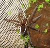 Dolomedes fimbriatus raft spider