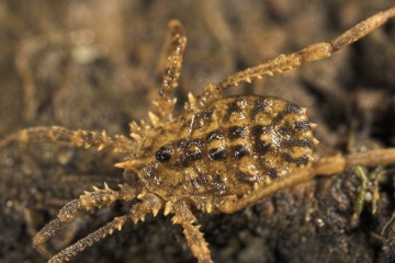 Homalenotus quadridentatus Copyright: Paul Richards