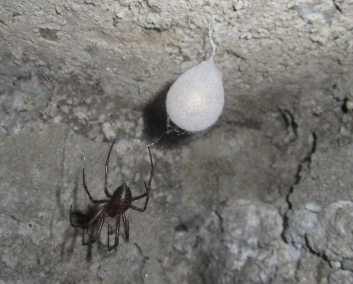 Cave Spider and egg sac Copyright: Julie Nock
