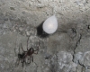 Cave Spider and egg sac