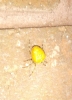 Yellow spider to ID