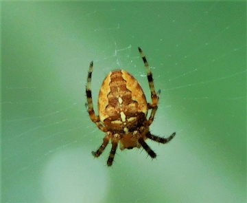 European garden spider (male) Copyright: John Williams