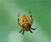 European garden spider (male)