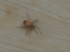 A second spider on Hellisay