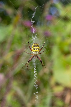 Wasp Spider Frampton RSPB Copyright: Mitchell Pearce