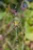 Wasp Spider Frampton RSPB