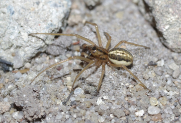 Pachygnatha clercki male MW Copyright: Michael Waite