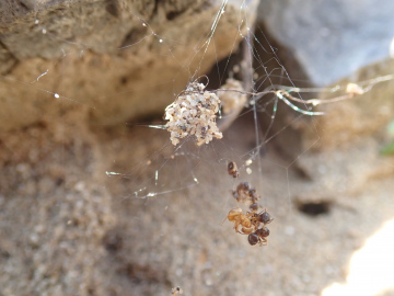 Cryptachaea riparia retreat with ant prey Copyright: Tylan Berry