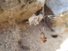 Cryptachaea riparia retreat with ant prey