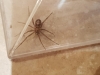 29 August 2020 Spider Identification