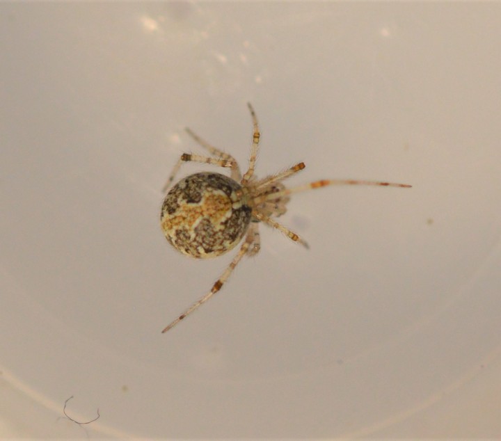 Theridion varians 30th of May 2021 Copyright: Malcolm Haddow