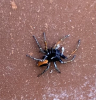 Philaeus chrysops red bellied jumping spider 