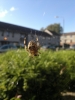 is ths a wasp spider