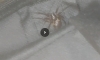Unknown spider Norfolk 1