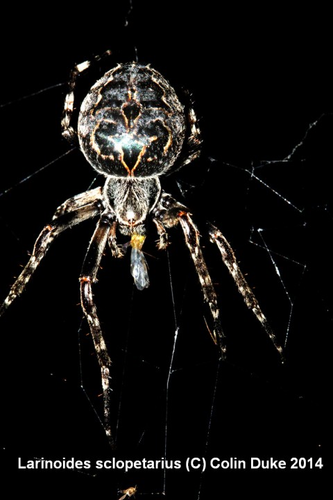 Larinioides sclopetarius Bridge Spider Copyright: C Duke