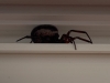 Bathroom Spider Pirbright