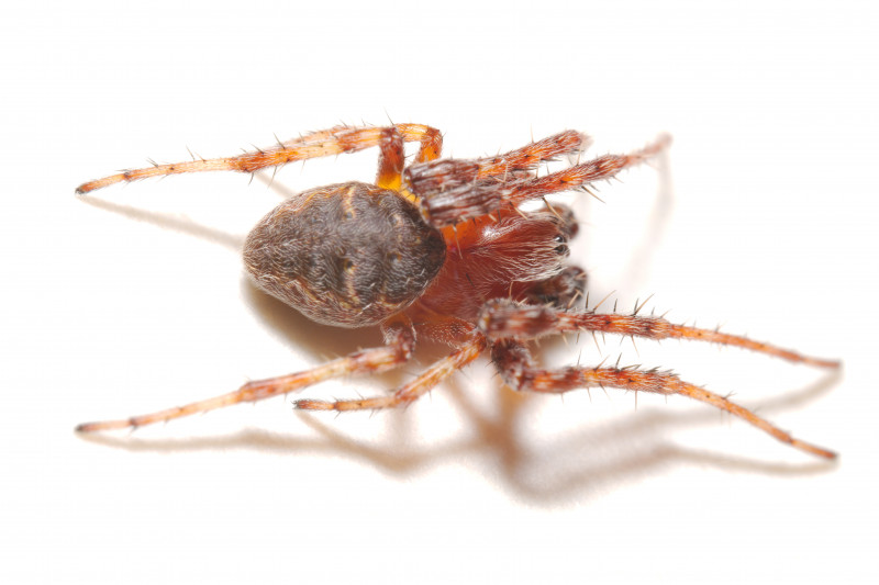 Male Larinioides patagiatus Copyright: Esmond Brown