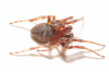 Male Larinioides patagiatus