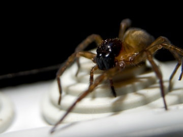 Spider has damage only 7 legs and scar on head Copyright: Colin Freeman