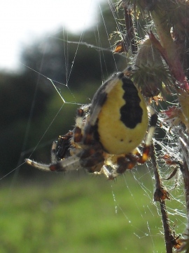 Araneus marmoreus var. pyramidatus Copyright: Robyn Trower