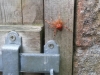 Garden spider Orb-weaver