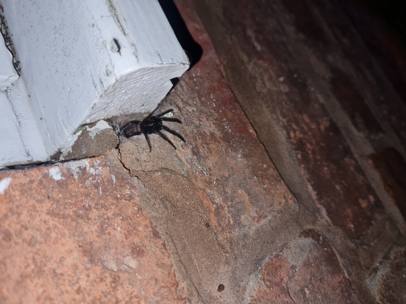 Suspected Tubeweb spider Copyright: Kara Fielder