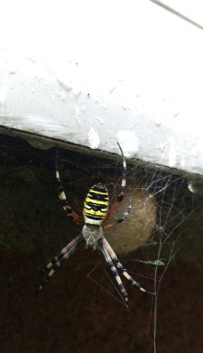 Wasp spider guarding her eggsac under door ledge Copyright: Amy Ling