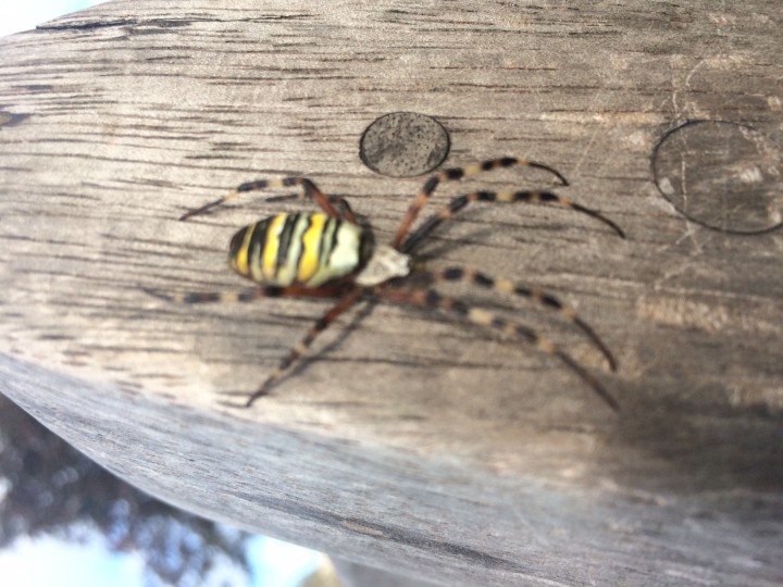 Wasp spider  st ames park London Copyright: Ty Keeble