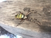 Wasp spider  st ames park London 